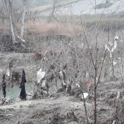 Rifiuti Isola (3)